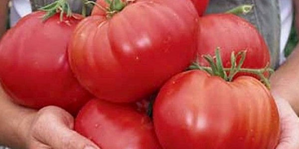 Pomidor yetishtirish bo‘yicha tavsiyalar